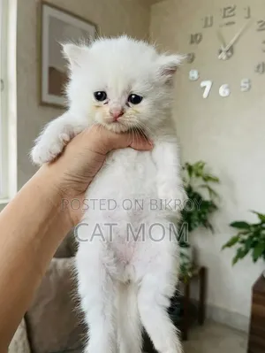1-3 Months Male Purebred Persian