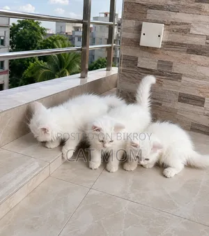 1-3 Months Male Purebred Persian