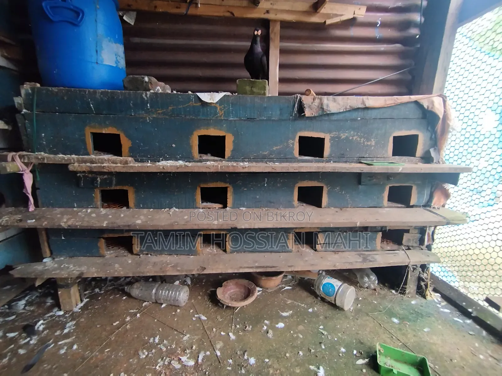 কবুতরের ঘব বিক্রি করা হবে