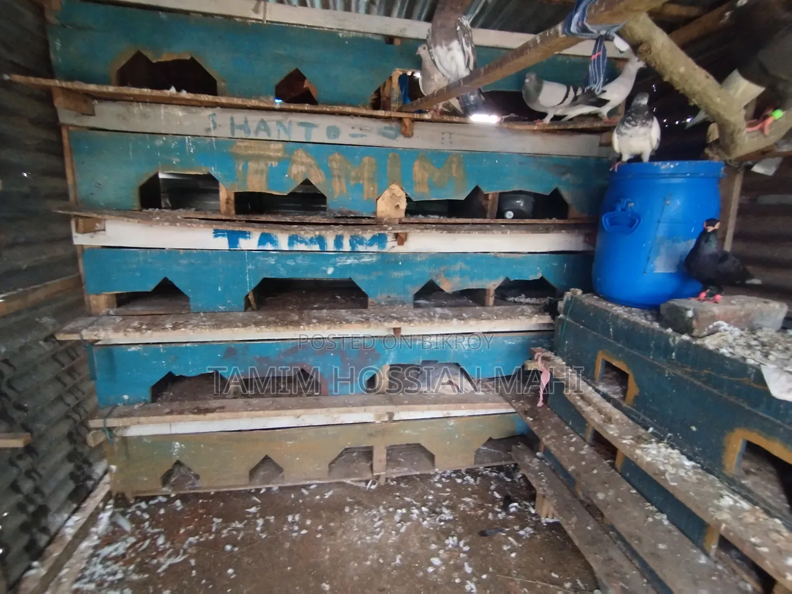কবুতরের ঘব বিক্রি করা হবে