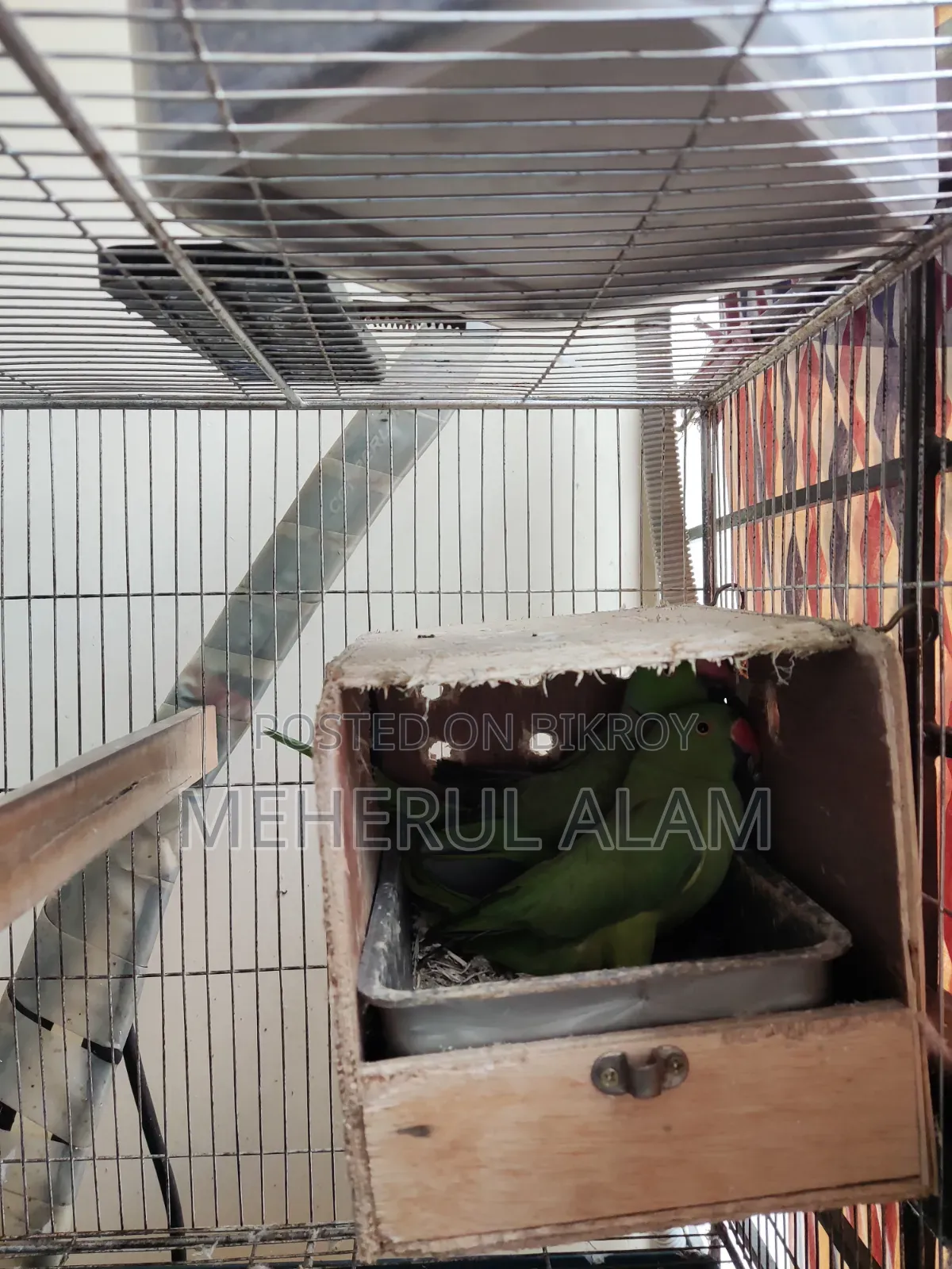 Indian Ringneck Adults Pair