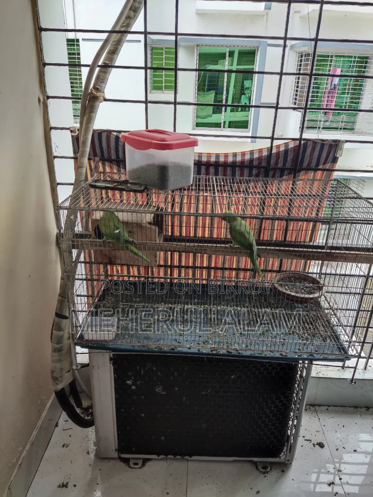 Indian Ringneck Adults Pair