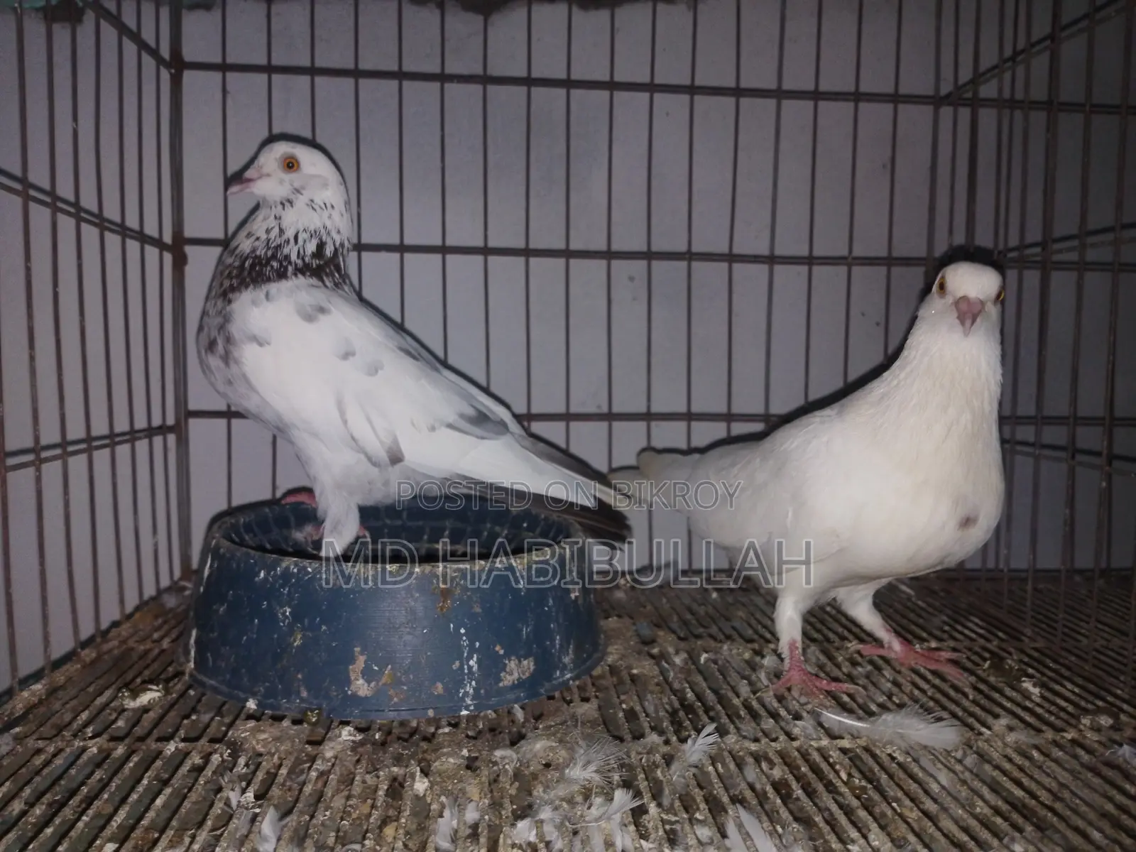 কবুতর বিক্রয়।
