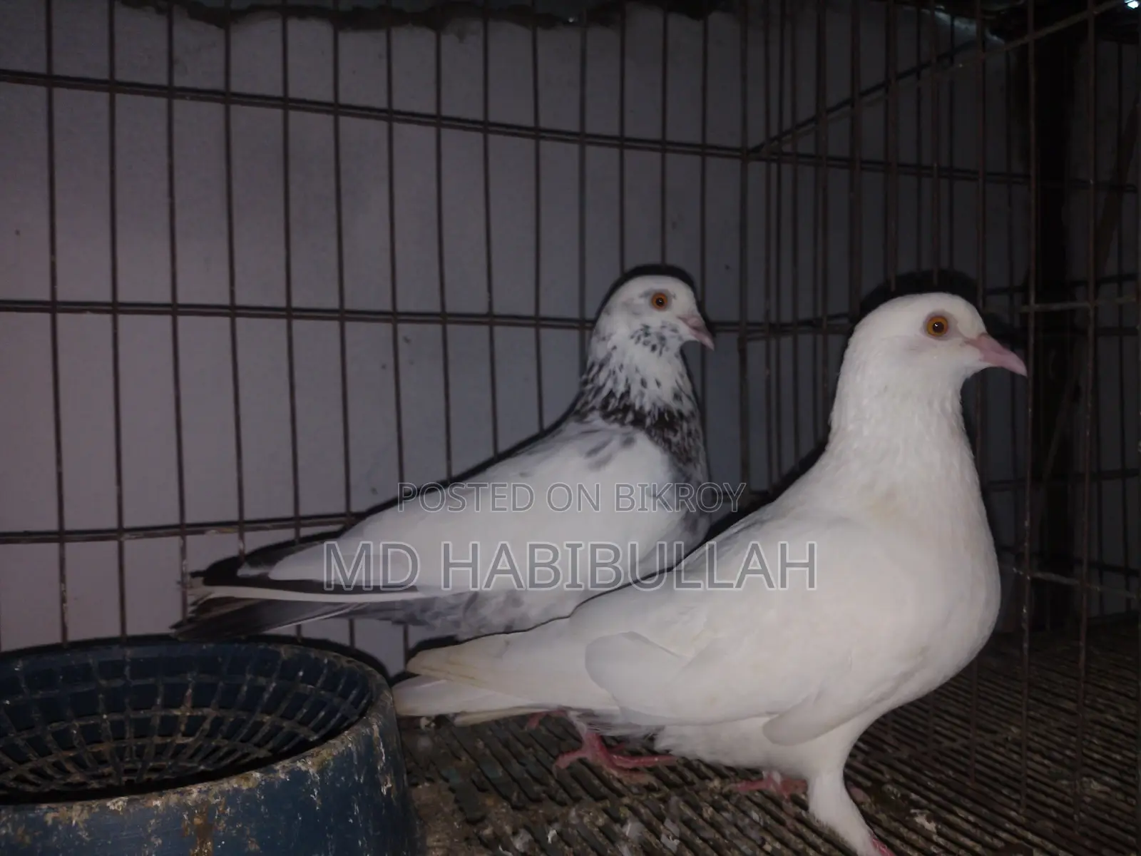 কবুতর বিক্রয়।