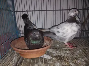 কবুতর বিক্রয়।
