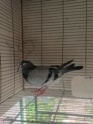 Racer Pigeon