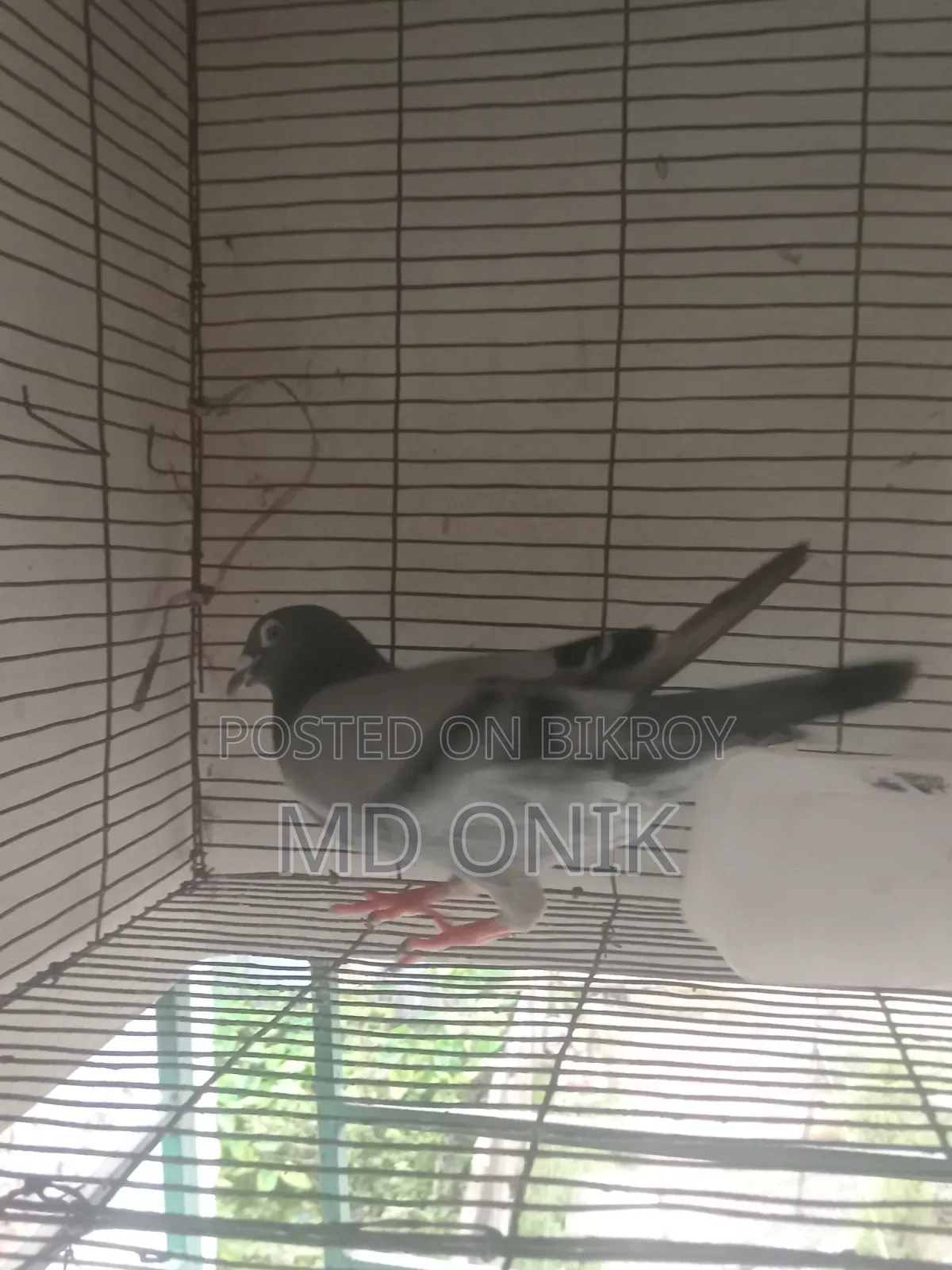 Racer Pigeon