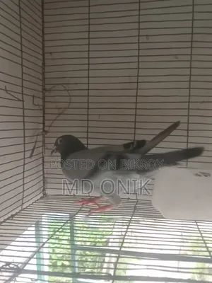 Racer Pigeon