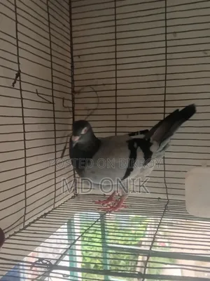 Racer Pigeon