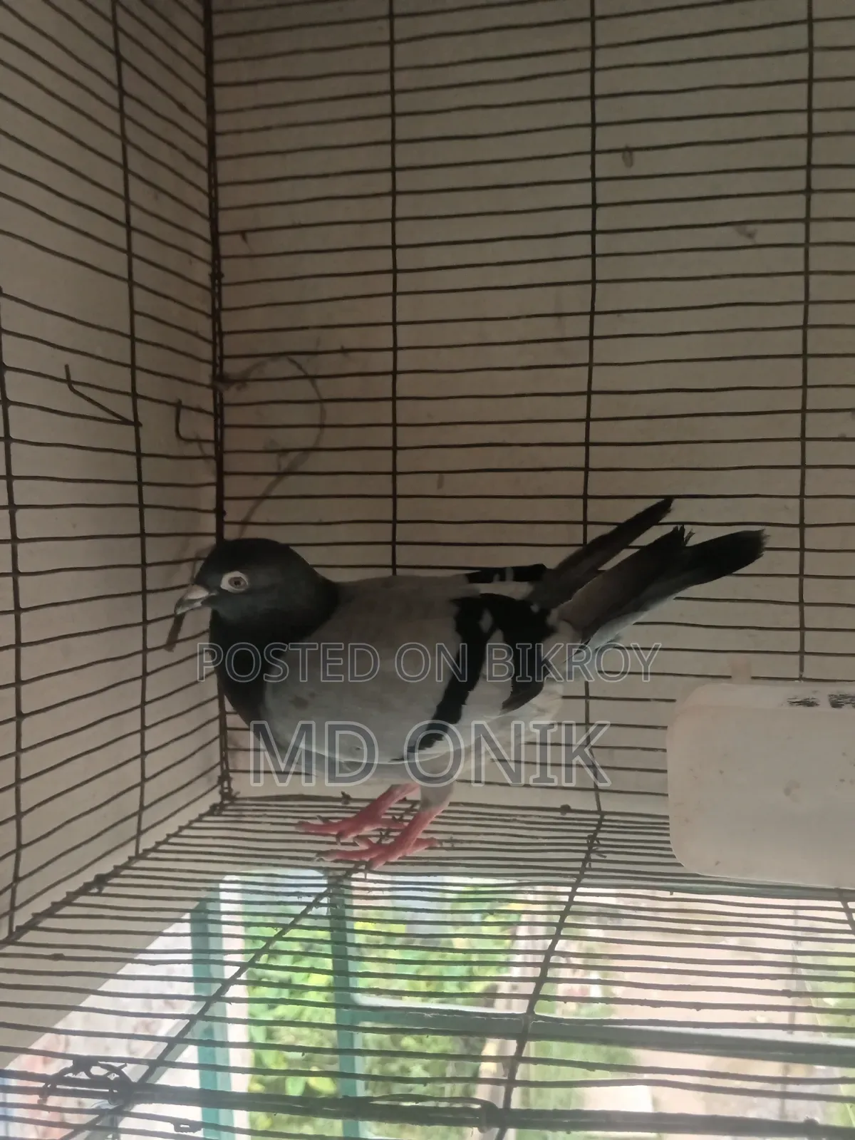 Racer Pigeon