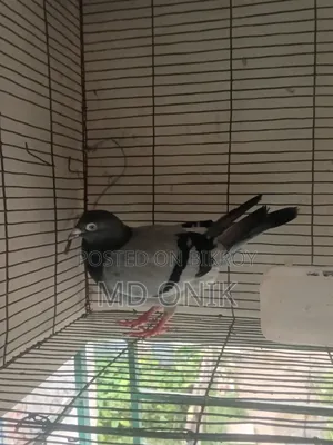 Racer Pigeon