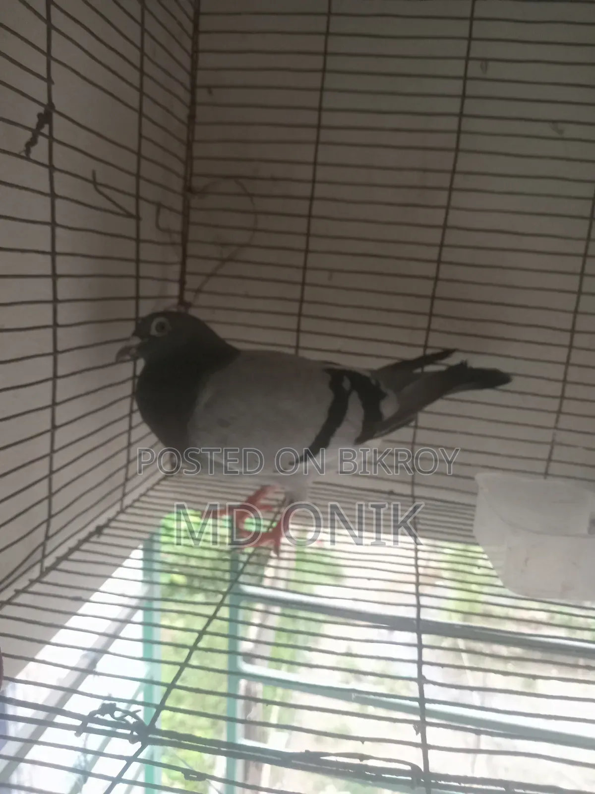 Racer Pigeon