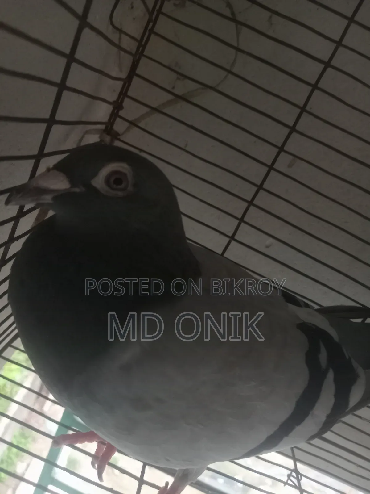 Racer Pigeon