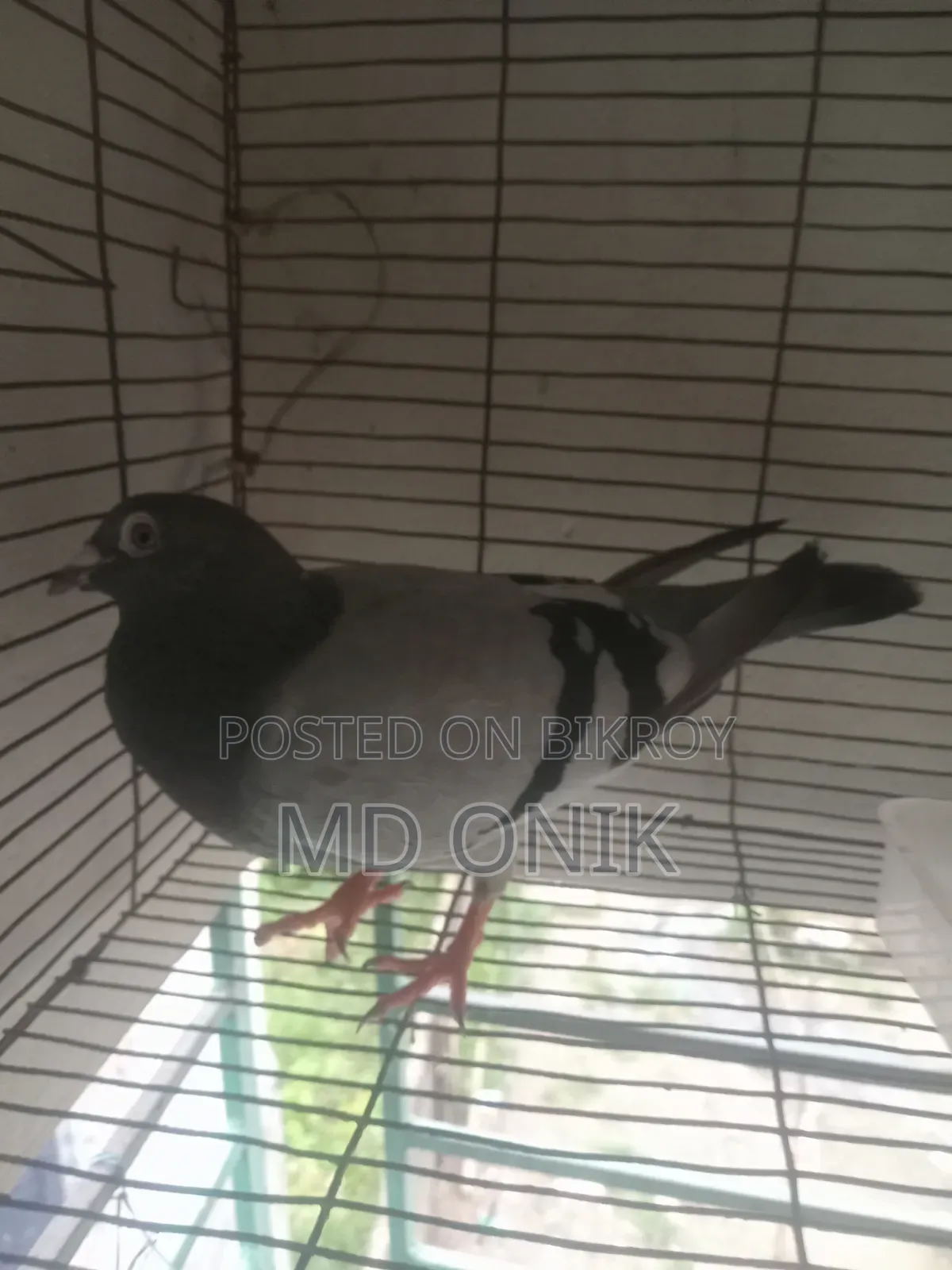 Racer Pigeon
