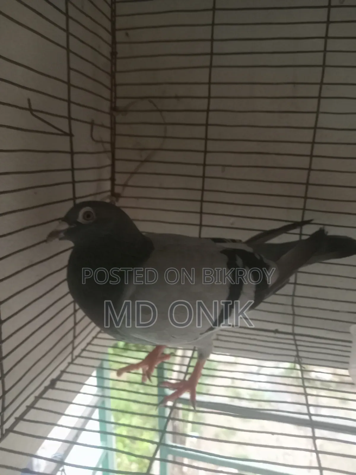 Racer Pigeon