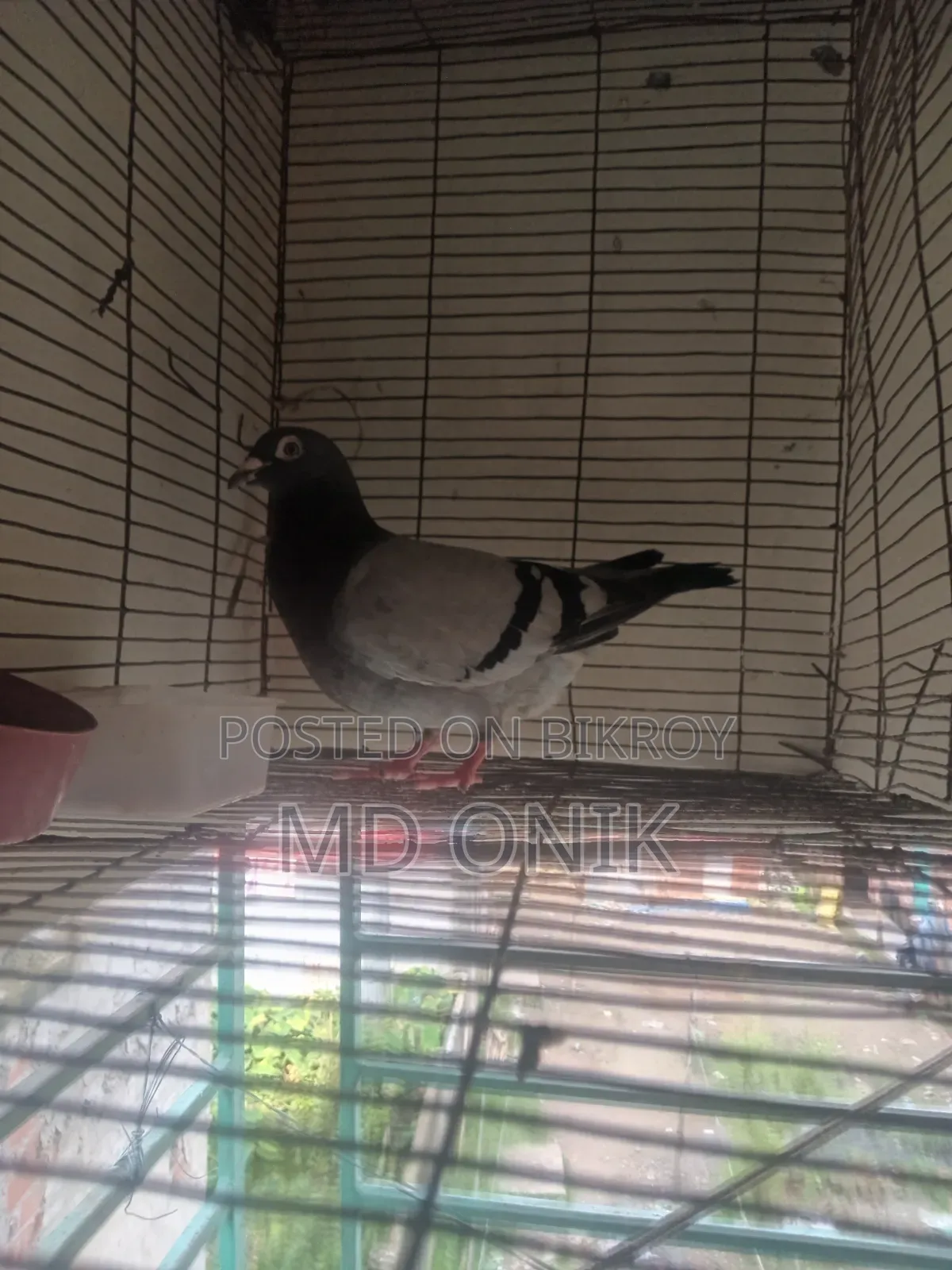 Racer Pigeon