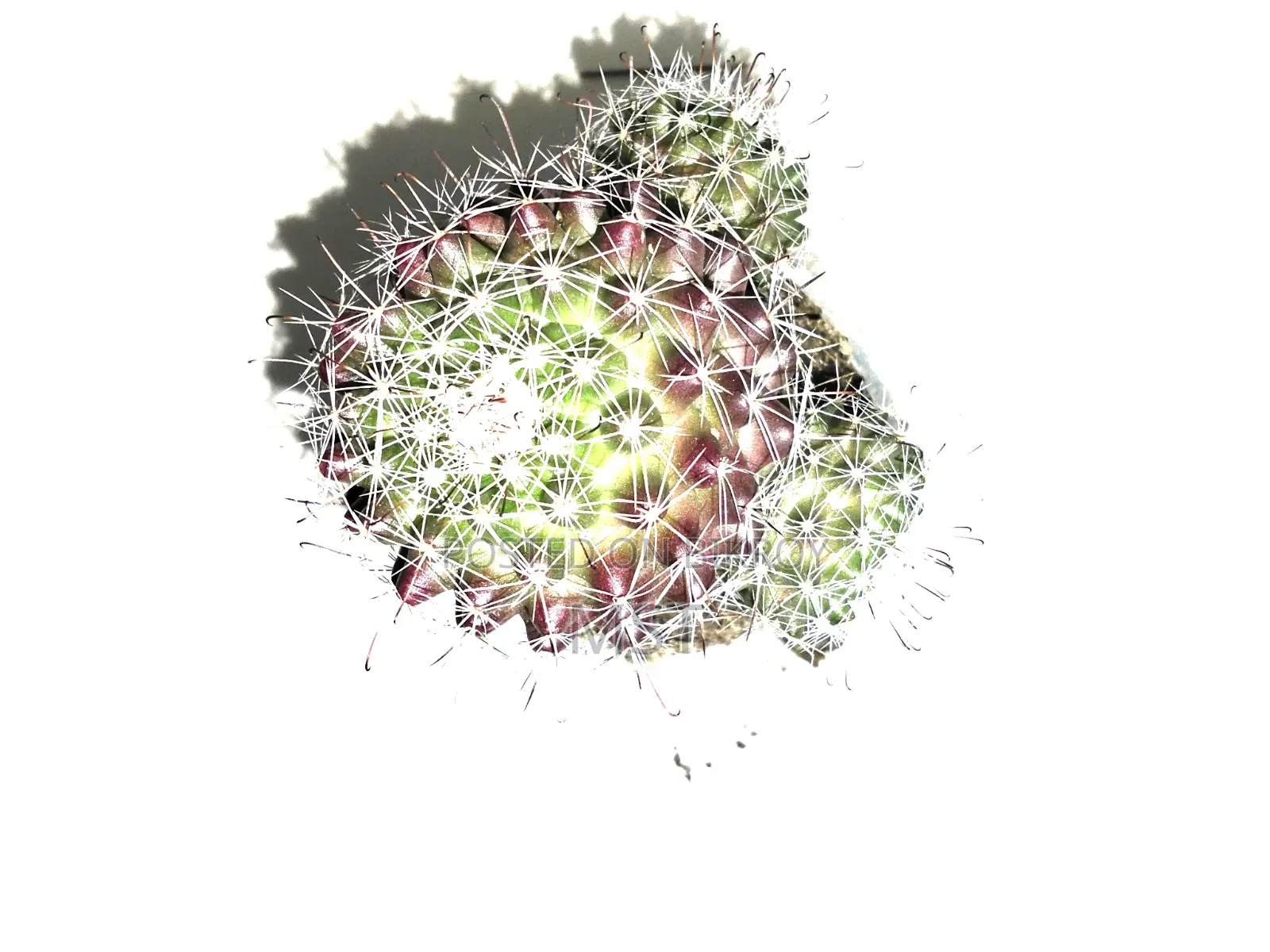 Cactus plant, this is a plant from my house