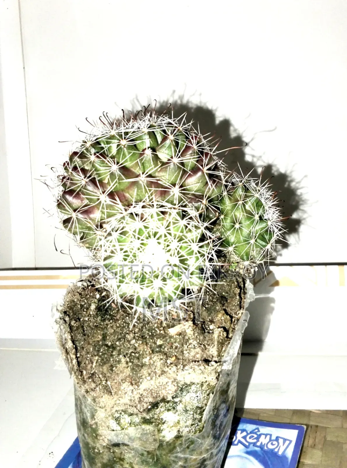 Cactus plant, this is a plant from my house