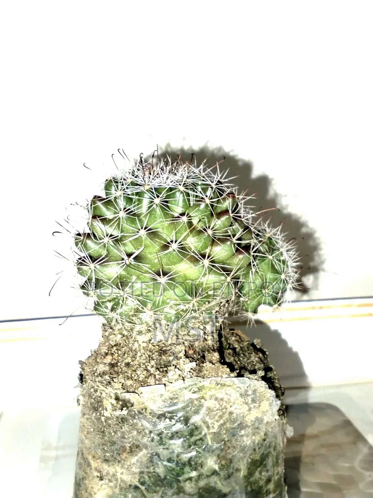 Cactus plant, this is a plant from my house