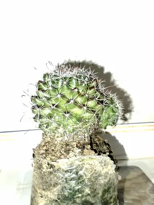 Cactus plant, this is a plant from my house