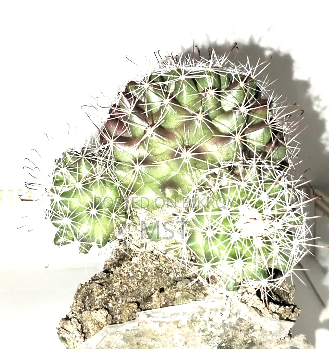 Cactus plant, this is a plant from my house