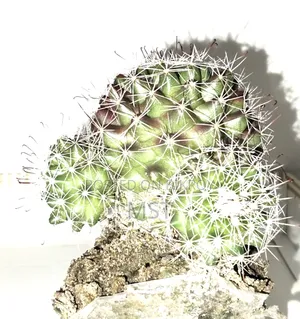 Cactus plant, this is a plant from my house