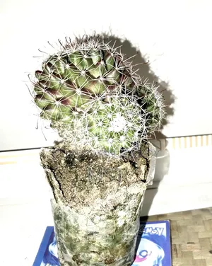 Cactus plant, this is a plant from my house