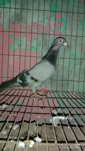 Pigeon for Sell