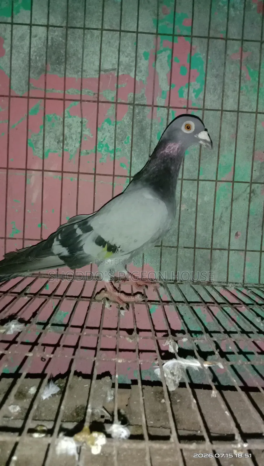 Pigeon for Sell