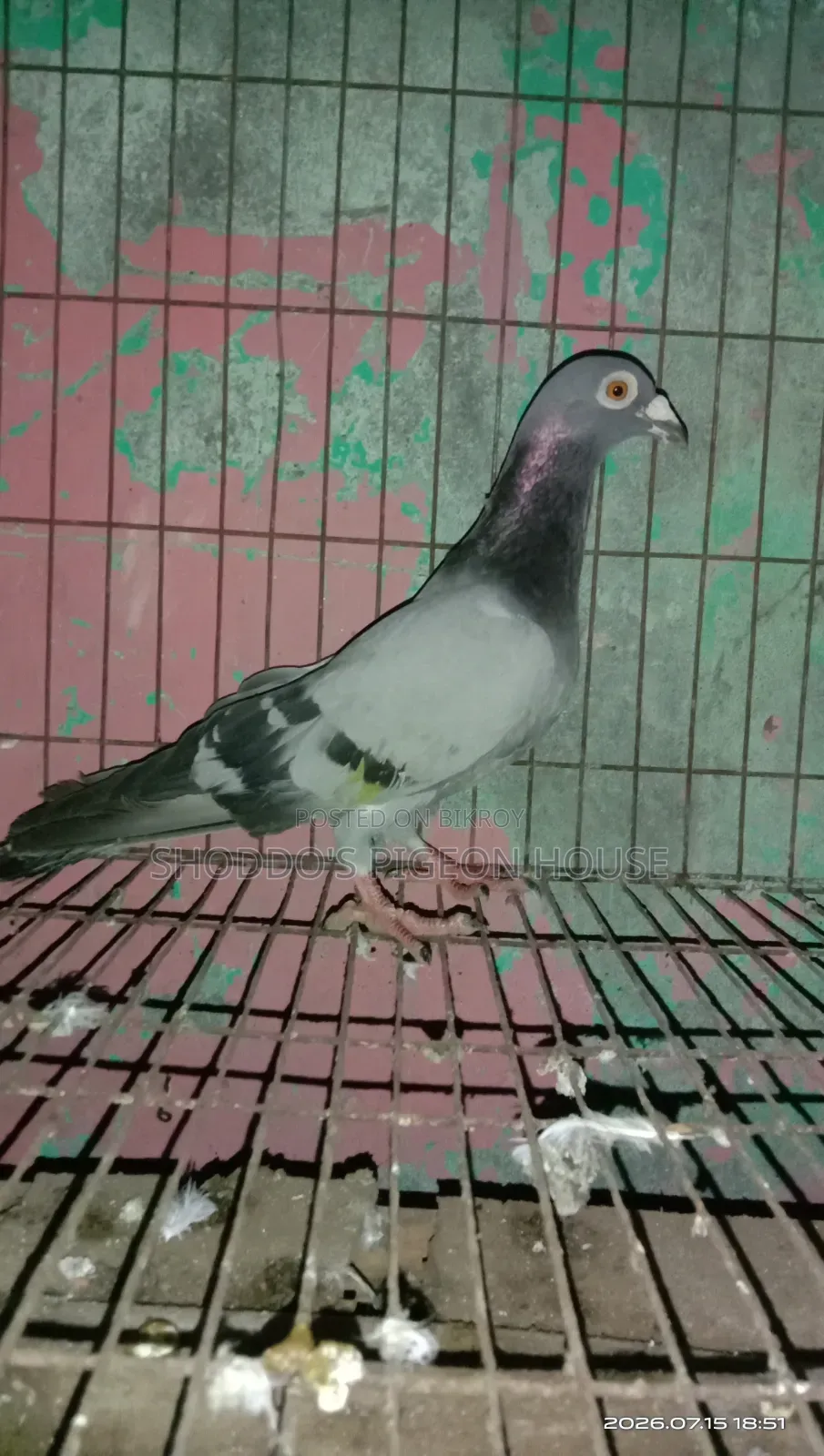 Pigeon for Sell