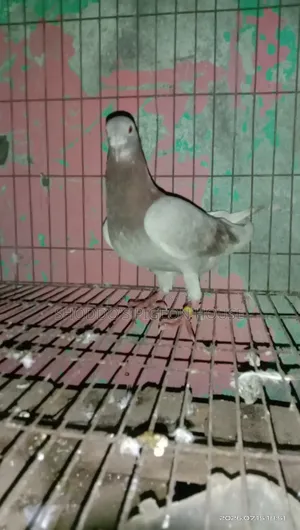 Pigeon for Sell