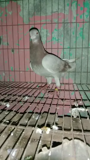 Pigeon for Sell