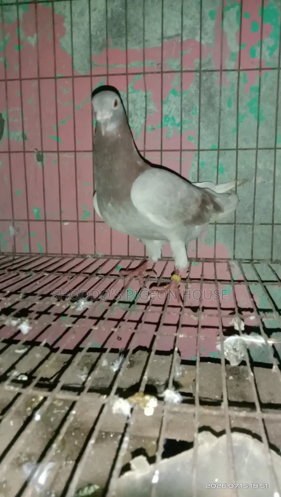 Pigeon for Sell