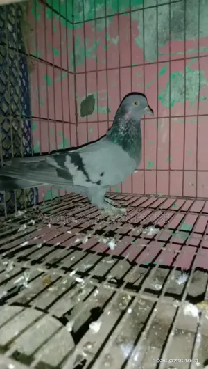 Pigeon for Sell