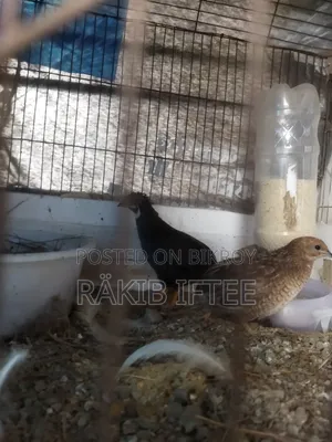 ১ জোড়া ক্লাসিক কিং কোয়েল