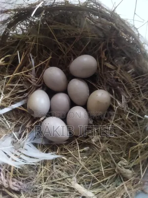 ১ জোড়া ক্লাসিক কিং কোয়েল
