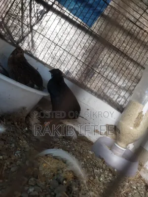 ১ জোড়া ক্লাসিক কিং কোয়েল