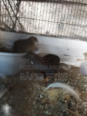 ১ জোড়া ক্লাসিক কিং কোয়েল