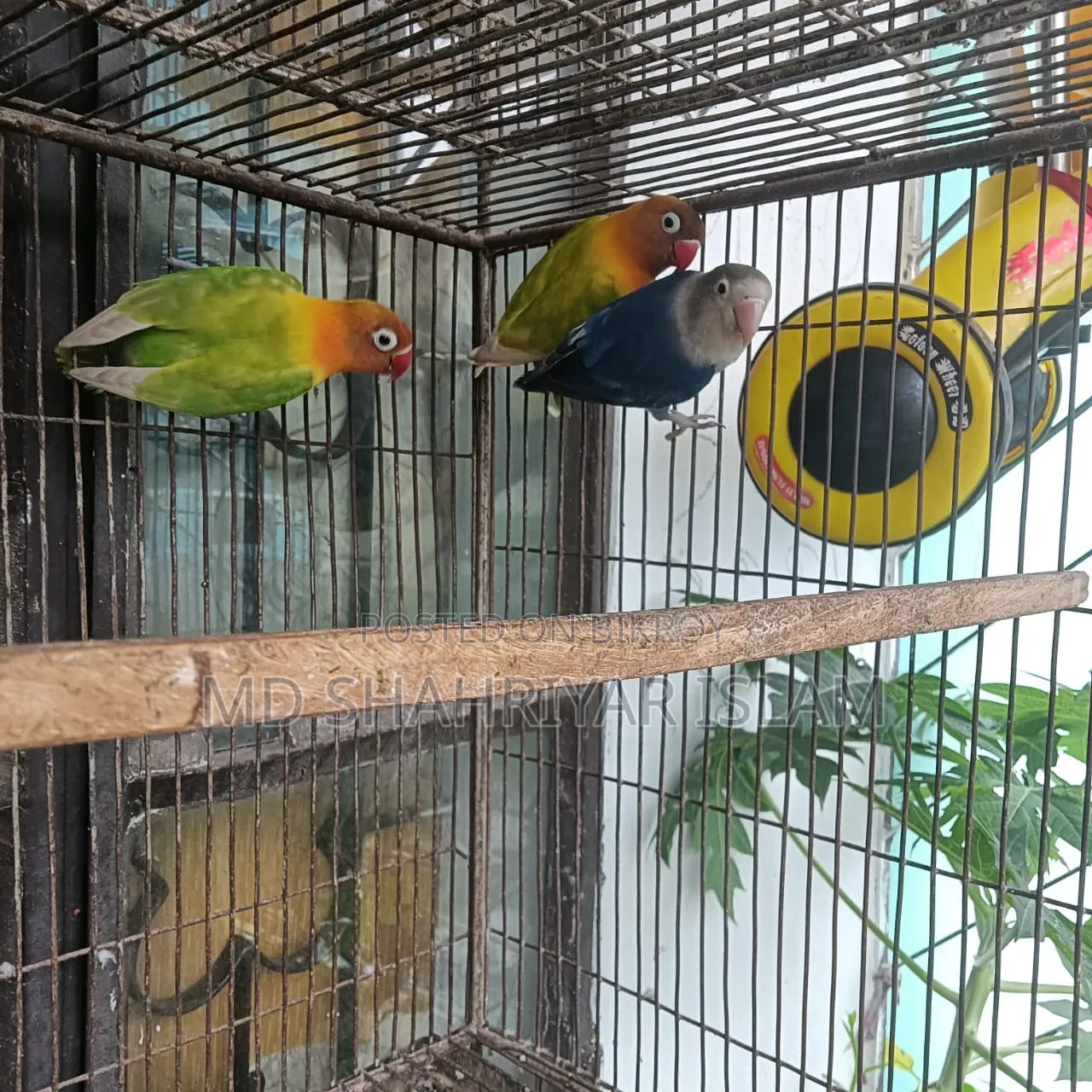 লাভ বার্ড পাখি