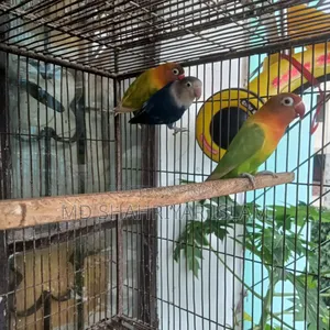 লাভ বার্ড পাখি