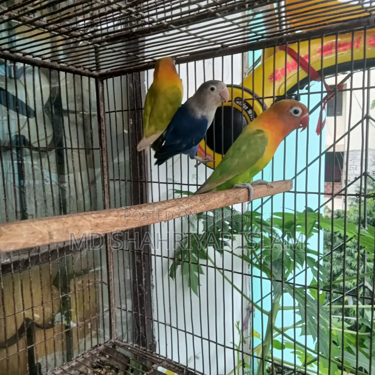 লাভ বার্ড পাখি