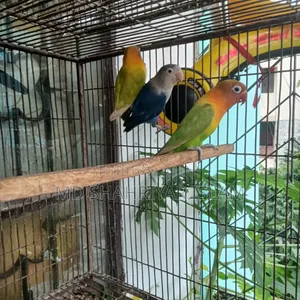 লাভ বার্ড পাখি