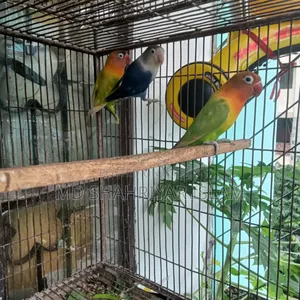 লাভ বার্ড পাখি