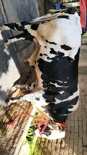 Bull Calf