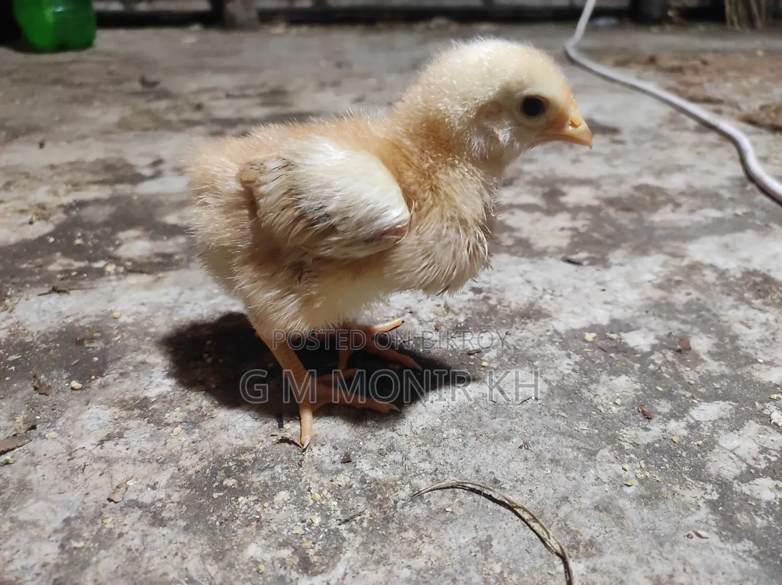 Tiger Chicken