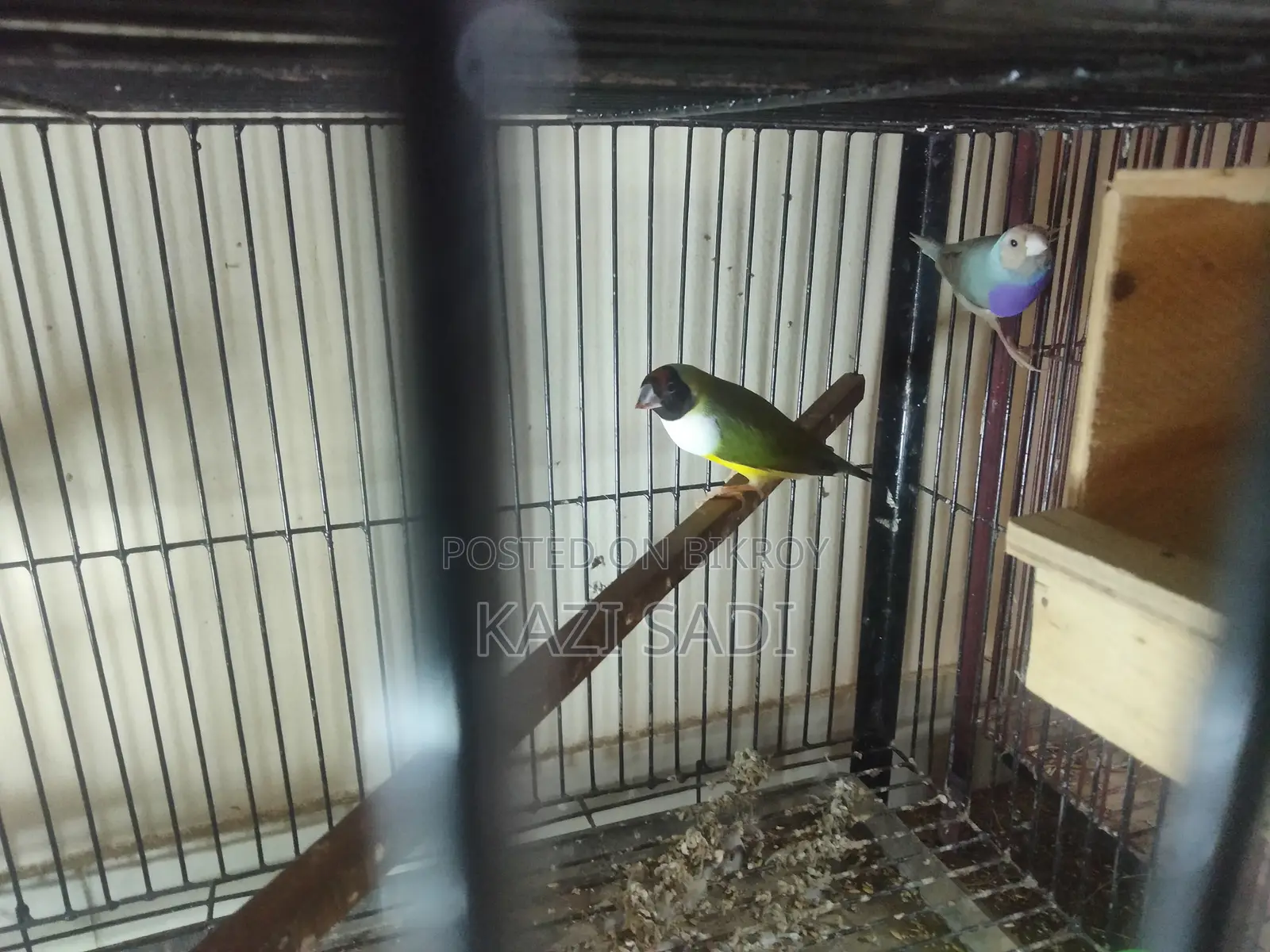Love Bird Finch