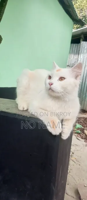 1+ Year Male Purebred Persian