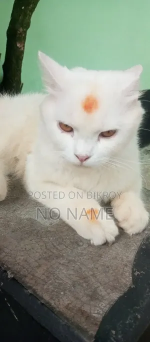 1+ Year Male Purebred Persian