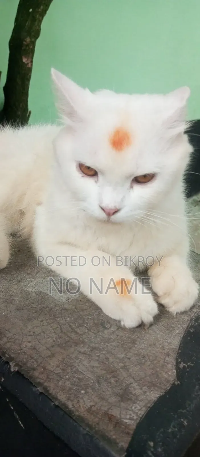 1+ Year Male Purebred Persian