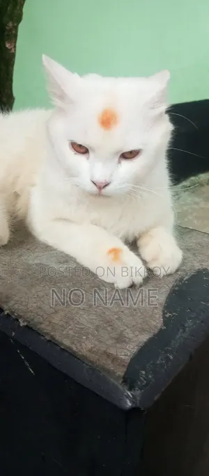 1+ Year Male Purebred Persian